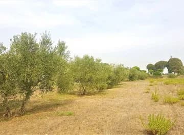 calvi risorta - foto 1