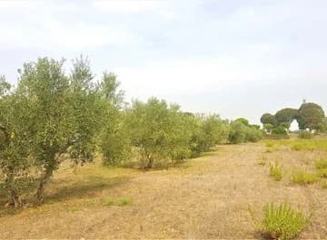 calvi risorta - foto 1