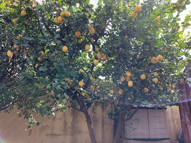 VIA DE FALCO - foto 23